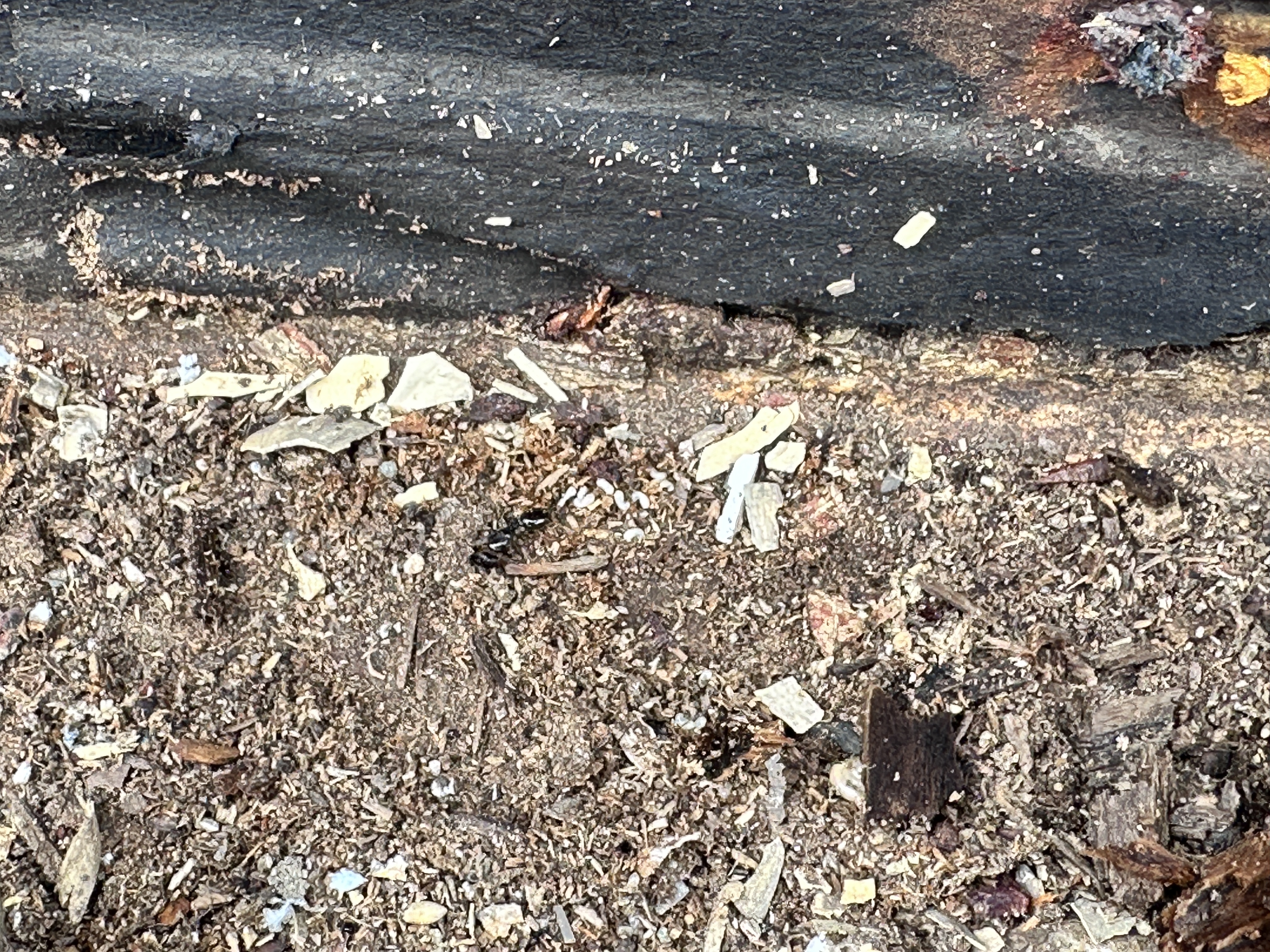 Termite damaged floor joist